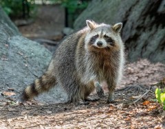 Interdit de transporter ou de relocaliser les ratons laveurs, les mouffettes rayées, les renards gris et roux, ainsi que les coyotes et leurs hybrides